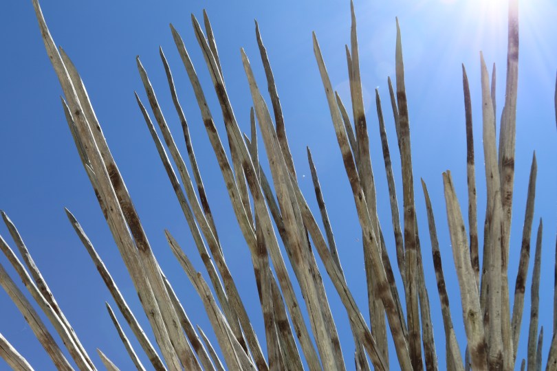 Porcupine Spines at Boekenhoutskloof winery in South Africa.