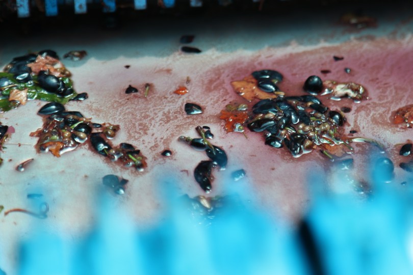 Crushed grapes on the machine at Boekenhoutskloof in Franschhoek in South Africa.