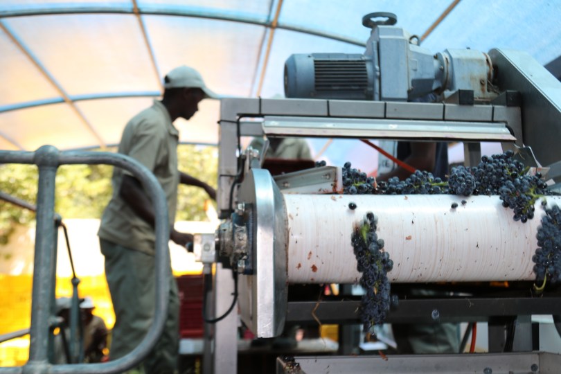 Grapes rolling off the machine at Boekenhoutskloof in South Africa during the vintage sixteen.