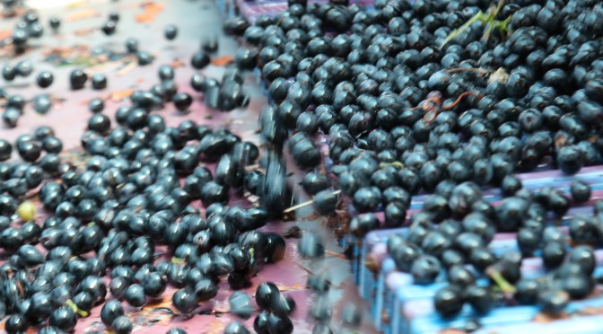 Shaking the grapes on machinery at Boekenhoutskloof winery in Franschhoek, South Africa.