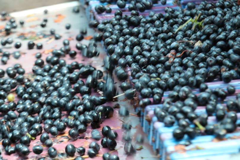 Shaking the grapes on machinery at Boekenhoutskloof winery in Franschhoek, South Africa.