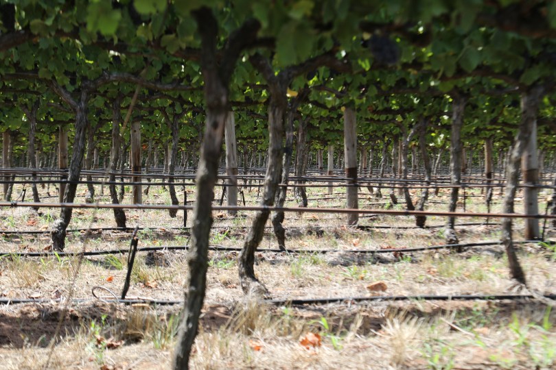 Through the vines at Shannon Vineyards in Elgin Valley South Africa.