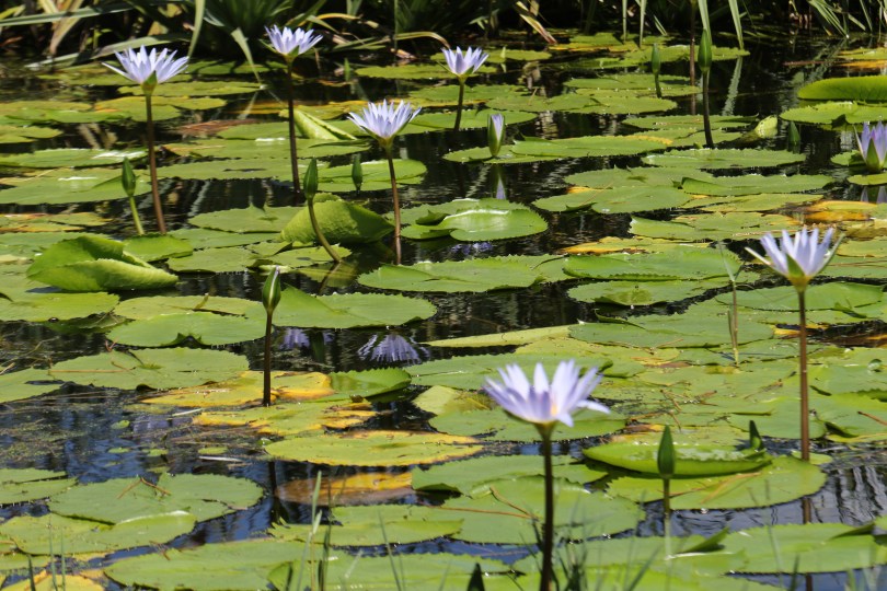 Pond life at Shannon Vineyards in the Elgin Valley South Africa.