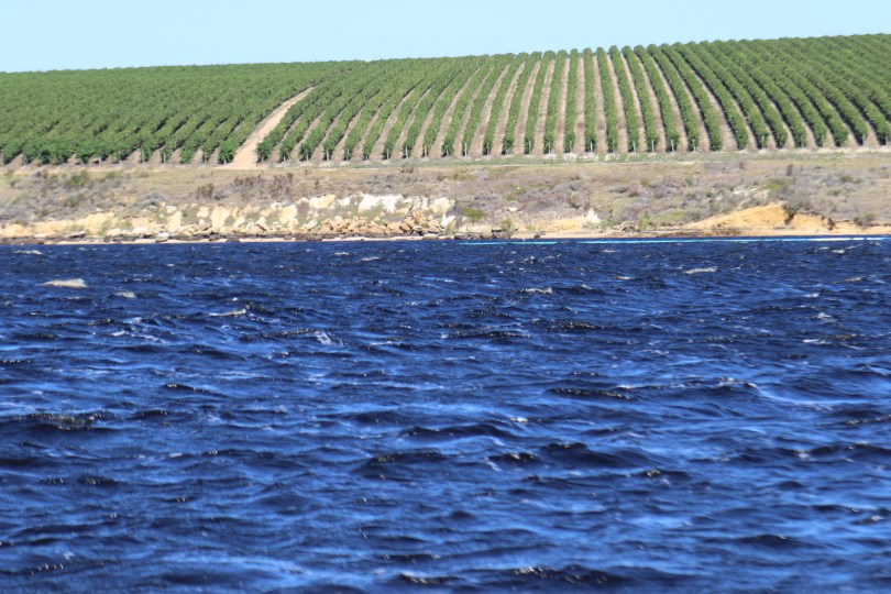 Ripples at Lomond Wines.