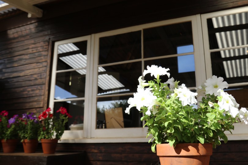 Flowers at Stella Bella in Margaret River Western Australia.