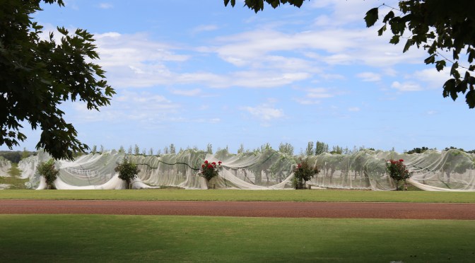 Vines at Voyager Estate.