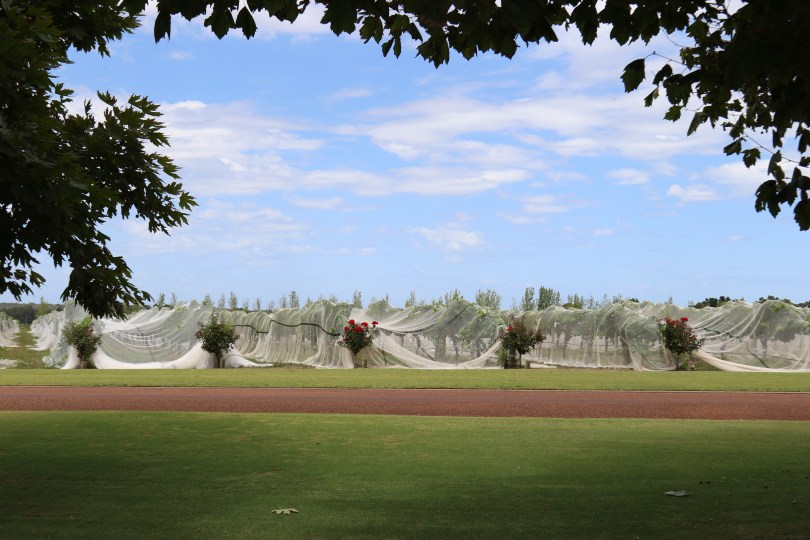 Vines at Voyager Estate.