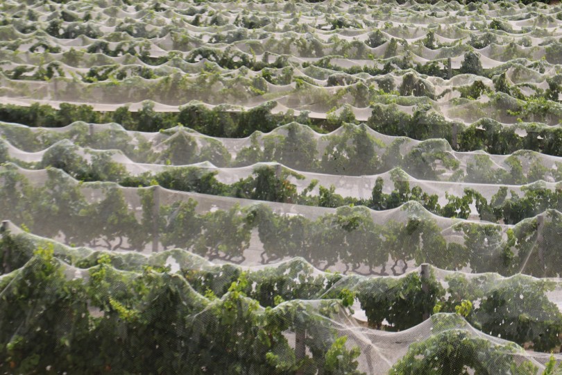 Nets at Voyager Estate.