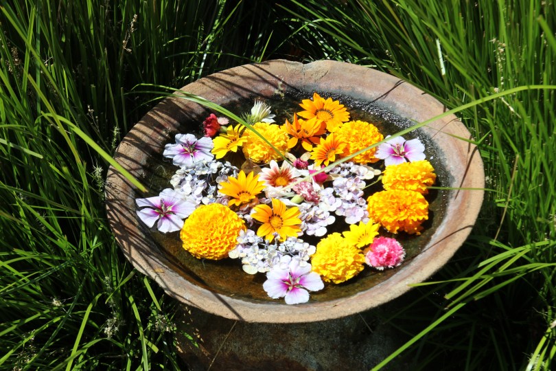 Colourful flower display at Cullen Wines in Margaret River Australia.