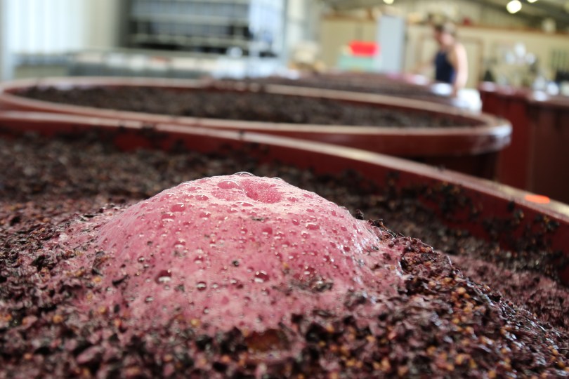 Fermenting Shiraz at Danshi Rise winery in McLaren Vale Australia.