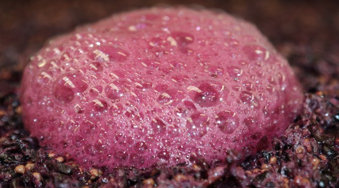 Shiraz Fermenting at Danshi Rise winery in McLaren Vale.