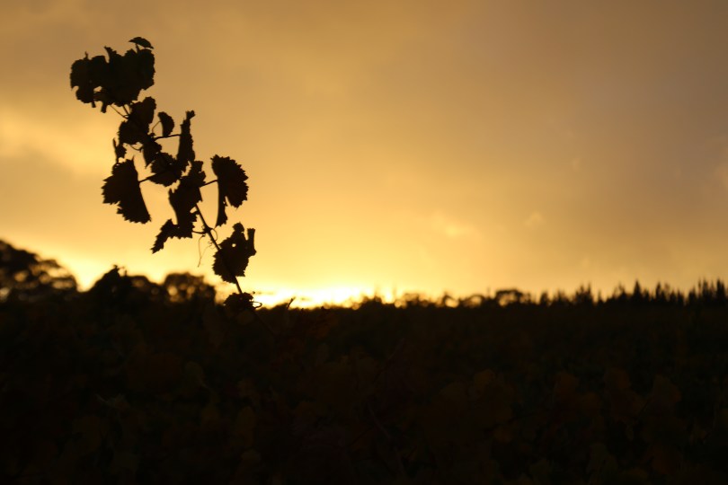 Sunrise at Pewsey Vale vineyard Australia.