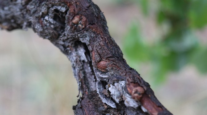 Old Pewsey Vale Riesling Vines in the Eden Valley Australia.