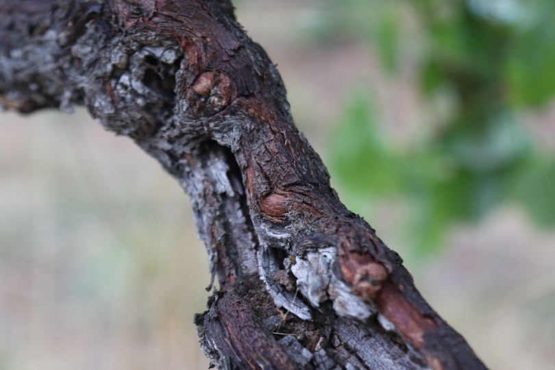 Old Pewsey Vale Riesling Vines in the Eden Valley Australia.