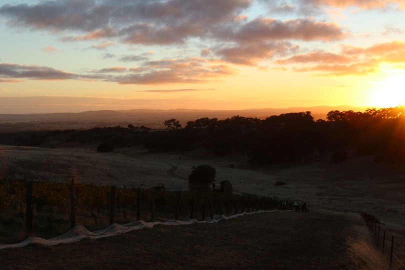 Sunrise at Grosset Gaia vineyard in Clare Valley.