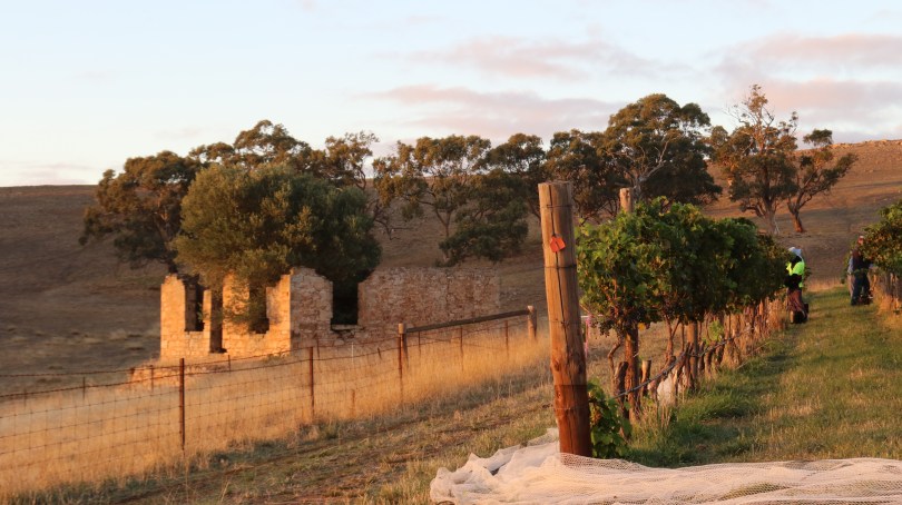 Building ruins at Grosset Gaia vineyard.