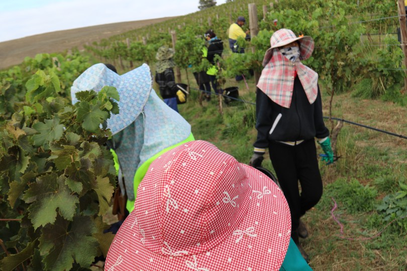 Workers harvesting at Grosset Gaia vineyard.