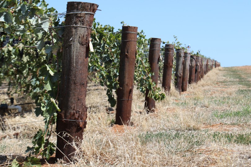 Vines at Two Hands Barossa Valley Australia.