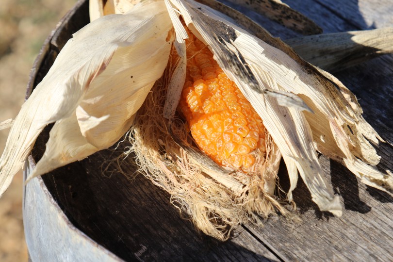 Corn in the sun.