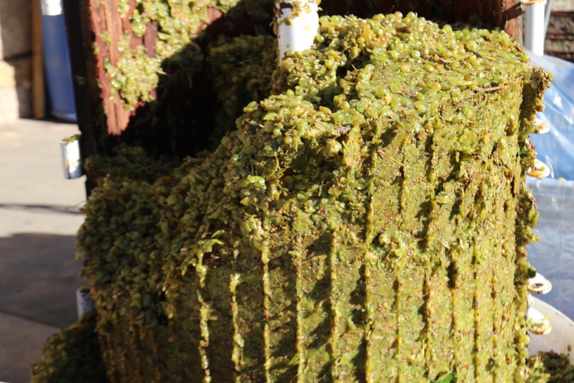 Bianco d’Alessano grapes squished in the press at Bellwether Wines.
