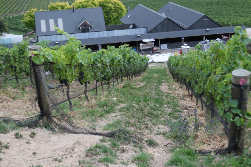 Felton Road winery from the overlooking hill in Bannockburn New Zealand.