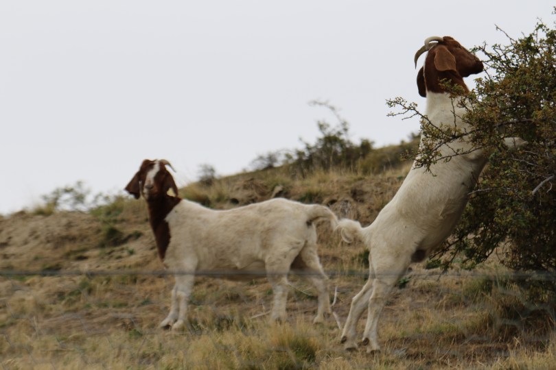 Goats on the hill above the Felton Road winery in Bannockburn New Zealand.