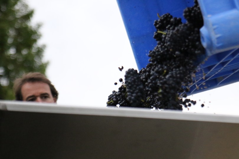 Blair Walter oversees the grapes coming in at the Felton Road winery in New Zealand.