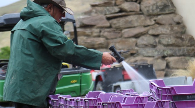 Cleaning purple crates at the Felton Road winery in New Zealand.