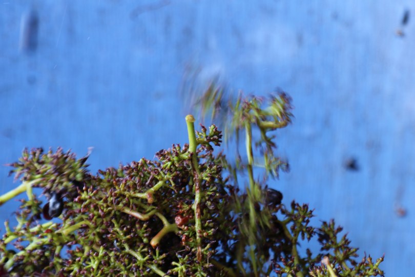 Stalks fall from a machine at Greystone winery in Waipara Valley in New Zealand.