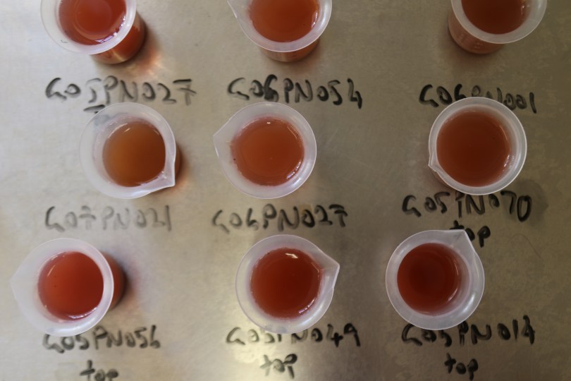 Wine in the lab ready for some tasting at Greystone.