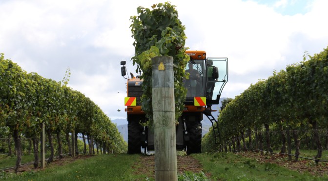A large machine harvester vehicle collects grapes at the Saint Clair vineyards in Marlborough New Zealand.