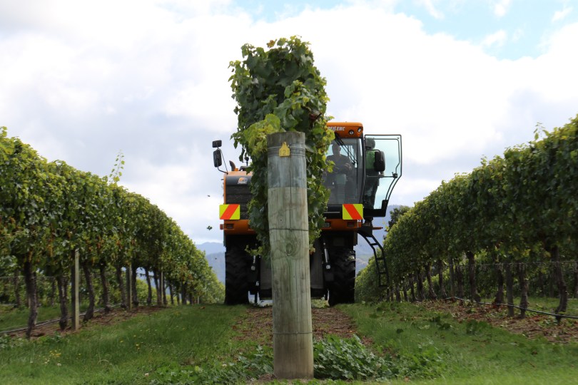A large machine harvester vehicle collects grapes at the Saint Clair vineyards in Marlborough New Zealand.