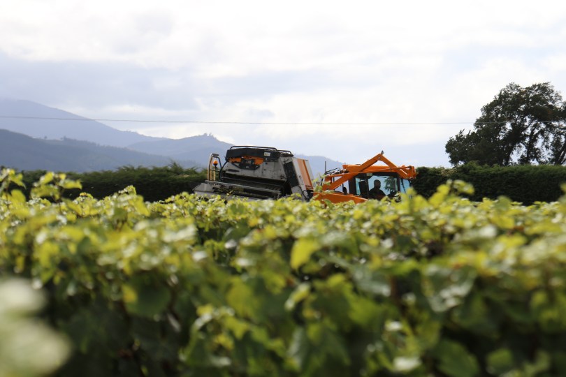 A large harvester works the vines at the Saint Clair vineyards in Marlborough New Zealand.