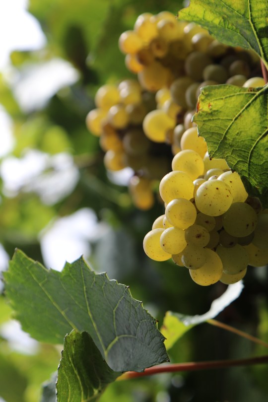 Sauvignon Blanc at Saint Clair in Marlborough New Zealand.