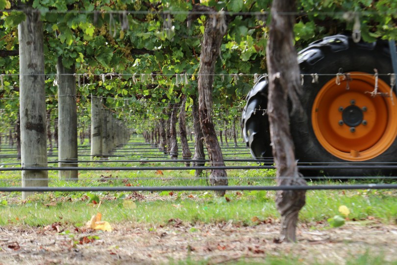 A tractor wheel in between the vines at Saint Clair in Marlborough New Zealand.