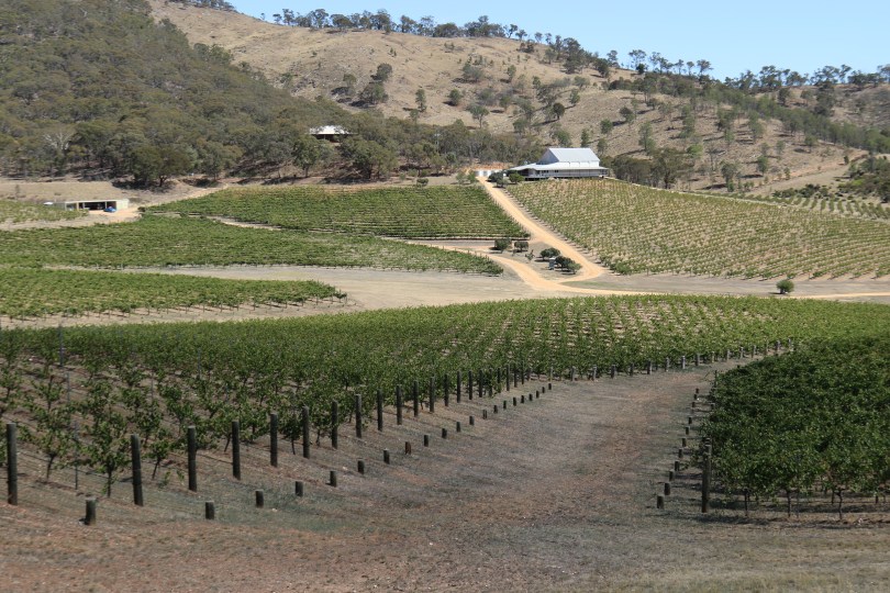 View across the vines at Dalwhinnie Wines in Australia.