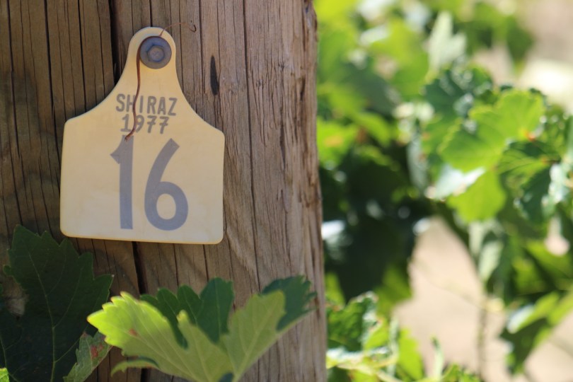A Shiraz vine post at Dalwhinnie.