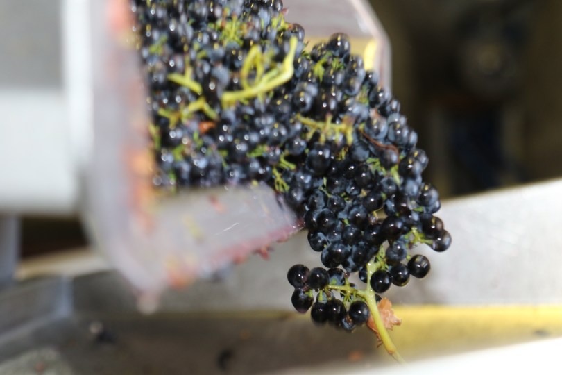 Falling grapes at Summerfield.