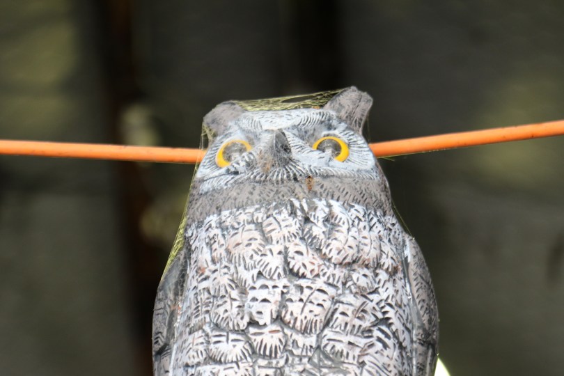 Owl at Summerfield Wines.