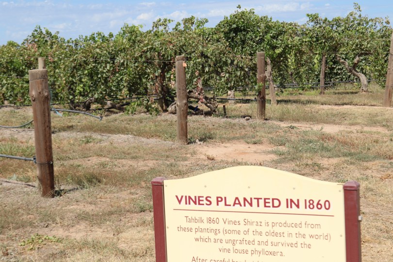Shiraz vines planted in 1860 at Tahbilk Estate in Australia.