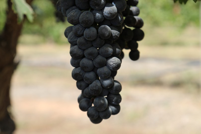 Old vines Shiraz at Tahbilk in Australia.