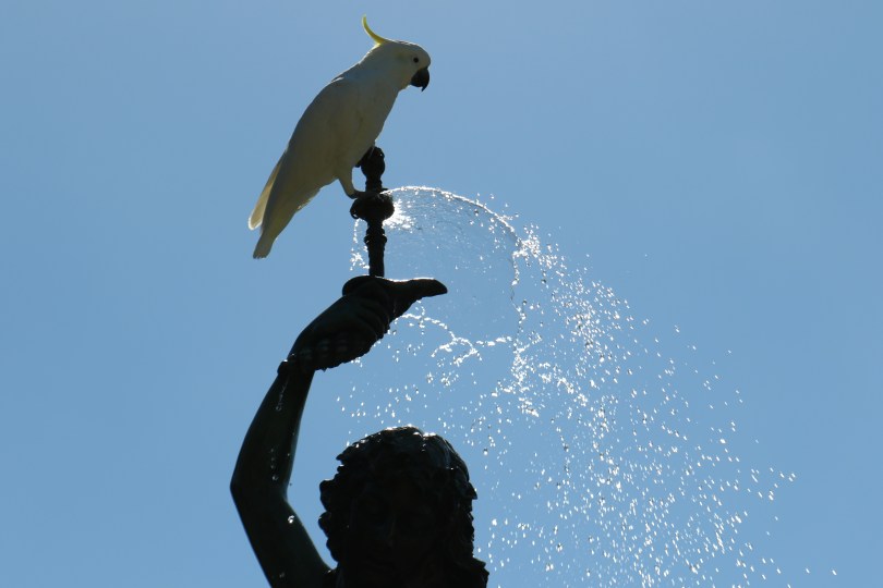 Bird in Royal Botanic Garden Sydney.