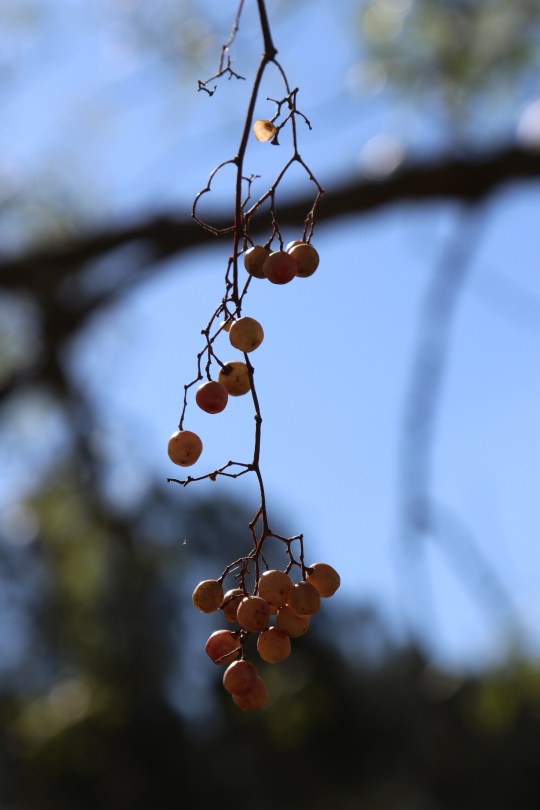 The peppers of Pepper Tree Wines in the Hunter Valley.