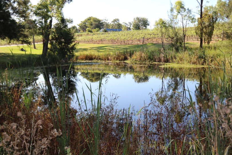 Lake at Audrey Wilkinson Wines in Hunter Valley Australia.