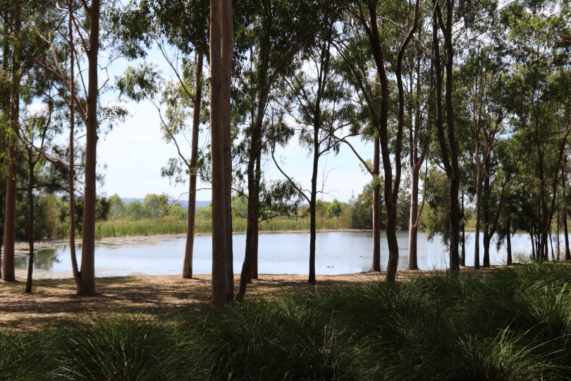 Small lake through the trees.