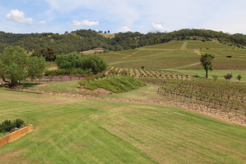 The vines at Ivanhoe in Hunter Valley Australia.
