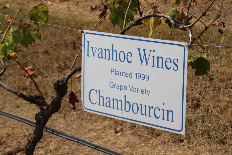 Chambourcin at Ivanhoe.