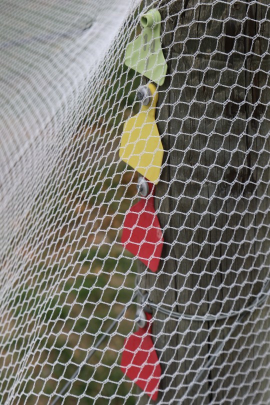 Traffic light vine posts at Peregrine Wines in New Zealand.