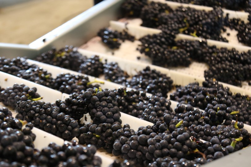 Grapes at Neudorf Wines in Nelson New Zealand.