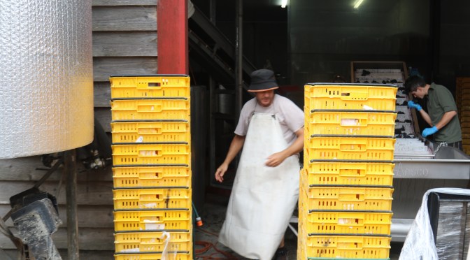 Todd Stevens hard at work during vintage sixteen in the Neudorf winery New Zealand.